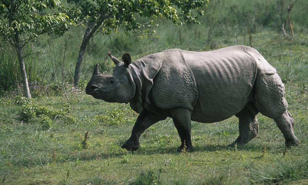 गैंडा आतंकले गर्दा देवचुलीका किसान मर्कामा